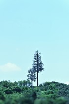 对影